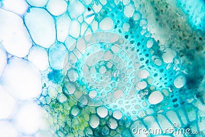 Plant Stem under the microscope for classroom education. Stock Photo