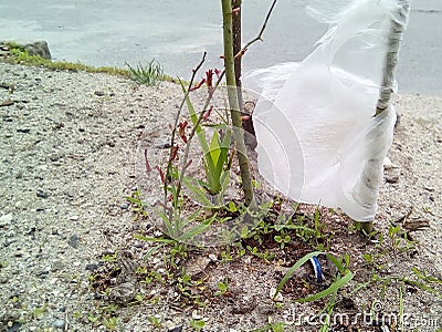 Close-up with a plastic bag on a branch of a bush and a metal lid in the sand among small green grass. Stock Photo