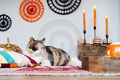 Close up pleased cat pet relaxing in decorated cozy autumn interior. Comfy floor location with cushions, wicker pumpkins Stock Photo