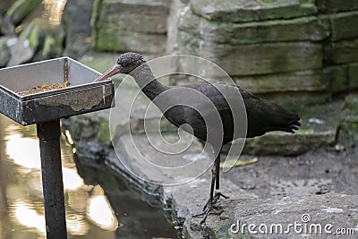 Close Up Plegadis Ridgwayi Bird Eating At Amsterdam The Netherlands 2-11-2022 Stock Photo