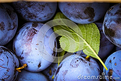 Close up of plum fruits with green leaves. Fruits of prunus domestica, plums Stock Photo