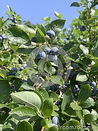 Close-up of Plump and juicy blueberries on a bush Stock Photo