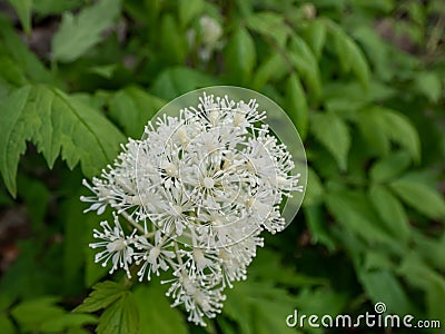 Poisonous plant the Red baneberry or chinaberry (Actaea rubra) blooming with small white flowers in the garden Stock Photo