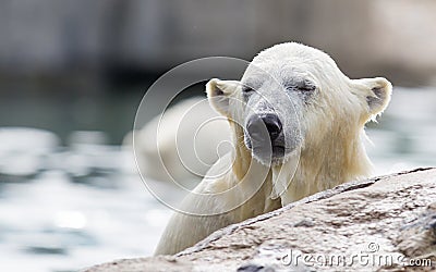 Close-up of a polarbear Stock Photo