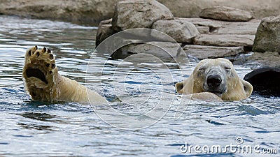 Close-up of a polarbear (icebear) Stock Photo