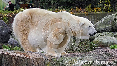 Close-up of a polarbear icebear in capticity Editorial Stock Photo