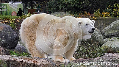 Close-up of a polarbear icebear in capticity Editorial Stock Photo