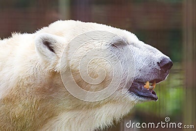 Close-up of a polarbear Stock Photo