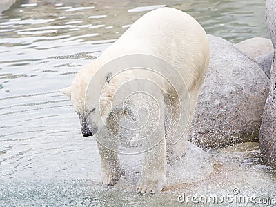 Close-up of a polarbear (icebear) Stock Photo