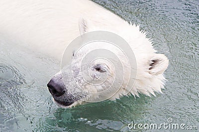 Close-up of a polarbear (icebear) Stock Photo