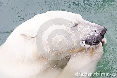 Close-up of a polarbear (icebear) eating a fish Stock Photo