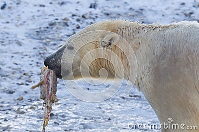 Close-up of a polarbear icebear eating something Stock Photo