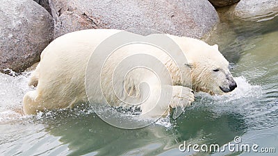 Close-up of a polarbear (icebear) jumping in the water Stock Photo