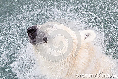 Close-up of a polarbear (icebear), selective focus on the eye Stock Photo