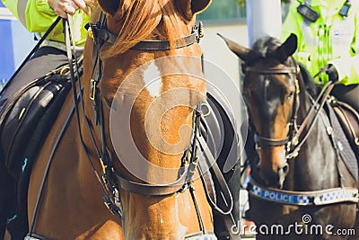 Close up of Police Horse Stock Photo