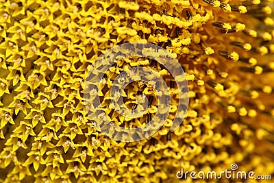 Close up pollen sunflower Stock Photo