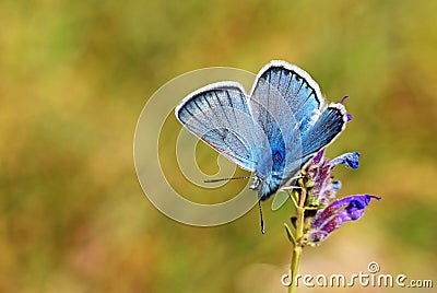 Colorful photo of Corona blue butterfly on flower Stock Photo