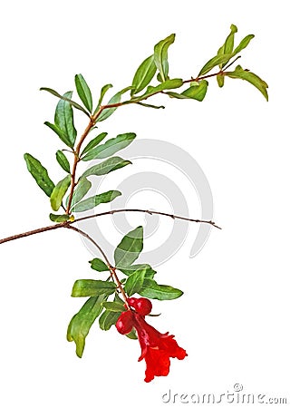 pomegranate branch with flower Stock Photo