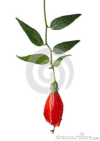 pomegranate branch with flower Stock Photo