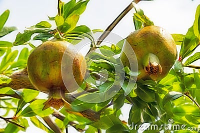 Pomegranates on tree banches in green nature. Stock Photo