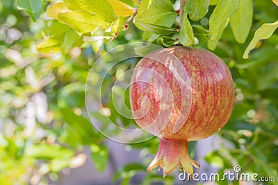 Pomegranates on tree banches in green nature. Stock Photo