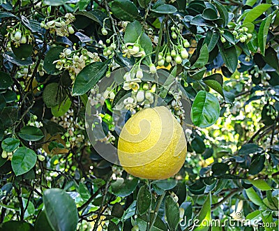 Pomelo fruit and flowers Stock Photo