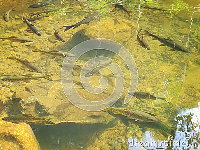 a close up of a pond Stock Photo