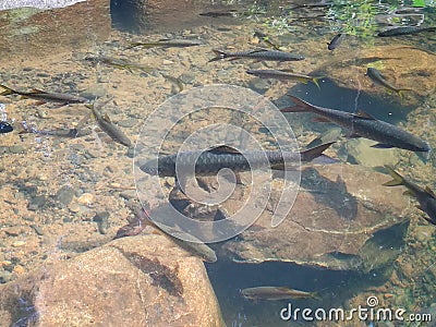 a close up of a pond Stock Photo