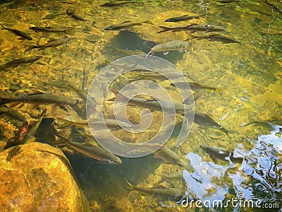 a close up of a pond Stock Photo