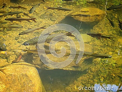 a close up of a pond Stock Photo