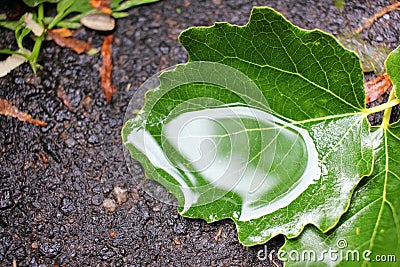 Close-up of a poplar leaf with rainwater on the ground Stock Photo