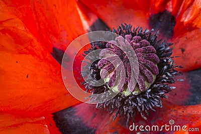Close up poppy flower Stock Photo
