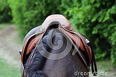 Close up of a port horse during competition under saddle outdoors Stock Photo