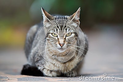 Symmetrical portrait of a tabby cat sitting a staring at the camera Stock Photo