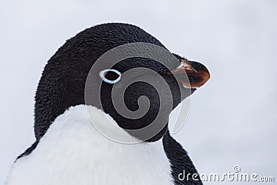 Close-up portrait of Adelie Penguin head staring at camera in Antarctica with ice and snow white background, Antarctic wildlife Stock Photo