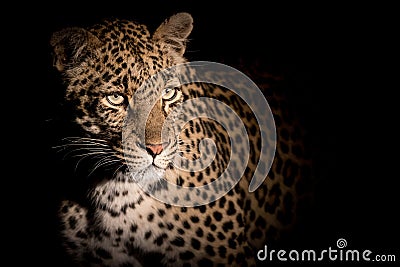 Close up portrait of adult female leopard Stock Photo