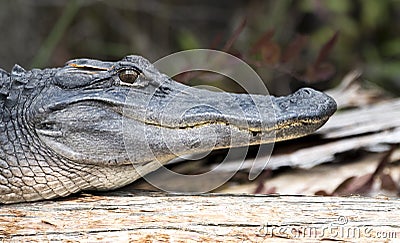 Close up portrait of American Alligator head, jaws, teeth, scales and vertically elliptical pupil Stock Photo