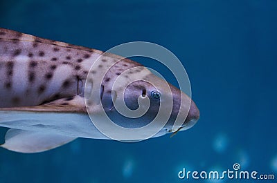 Close up portrait of an Angel shark in the aquarium. Stock Photo