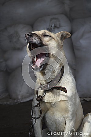 Close up portrait angry dog with open mouth. Dangerous barking dog outdoor in attack posture Stock Photo
