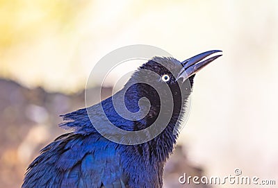 Close up Portrait of animals, Blue bird perhaps Great-tailed grackle with a red seed or food in its beak Stock Photo