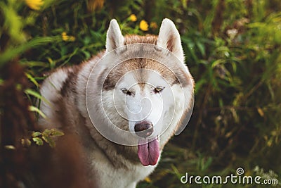 Close-up Portrait of attentive Siberian Husky dog sitting in the bright enchanting fall forest Stock Photo