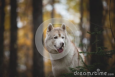 Close-up Portrait of attentive Siberian Husky dog sitting in the dark enchanting fall forest at dusk Stock Photo