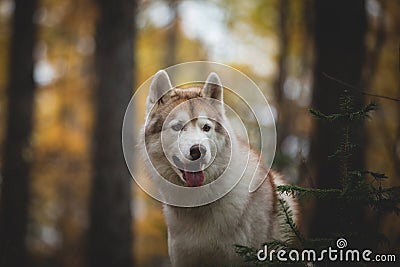 Close-up Portrait of attentive Siberian Husky dog sittng in the bright enchanting fall forest at dusk Stock Photo