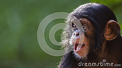 Portrait of a Baby Chimpanzee Stock Photo