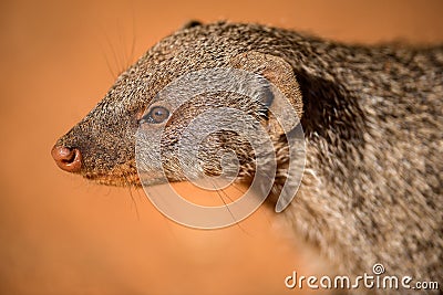 A close up portrait of a banded Mongoose head and face Stock Photo