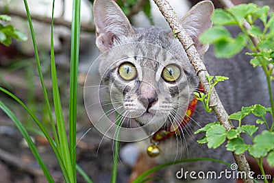 Close up a Portrait of a beautiful gray striped cat looking the camera with the green background. Cute cat enjoying his life Stock Photo