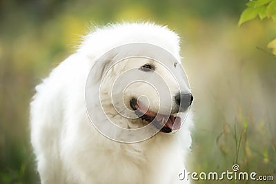 Close-up Portrait of Beautiful maremmano abruzzese dog sitting in the autumn forest. Big happy white sheepdog in fall Stock Photo