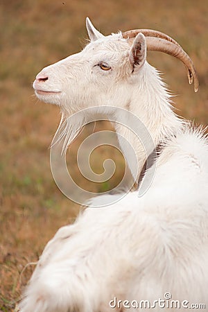 Close-up portrait of a beautiful white goat with a wistful gaze in nature Stock Photo