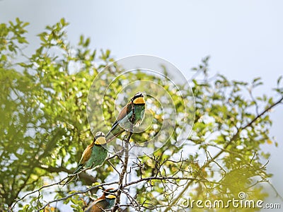Close-up portrait of Bee-eaters sitting on the tree. Stock Photo