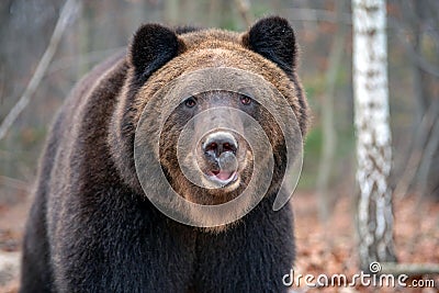 Portrait bear in autumn forest Stock Photo